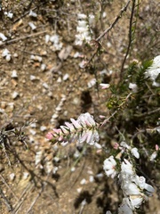 Epacris impressa