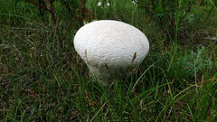 Lycoperdon utriforme