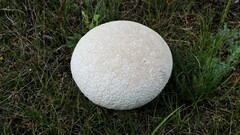 Lycoperdon utriforme