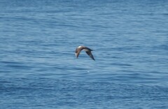 Stercorarius longicaudus