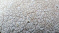 Lycoperdon utriforme