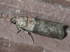 Sciota subcaesiella