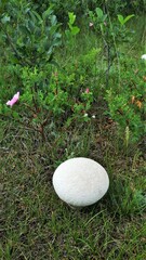 Lycoperdon utriforme