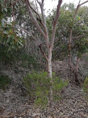 Eucalyptus angulosa