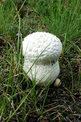 Lycoperdon utriforme