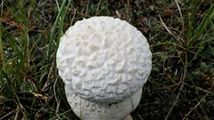 Lycoperdon utriforme