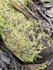 Lophocolea semiteres