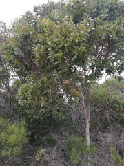 Eucalyptus angulosa