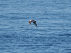 Stercorarius longicaudus