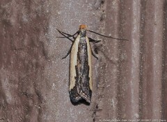 Dichomeris serrativittella