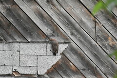 Colaptes auratus luteus × cafer