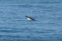 Stercorarius longicaudus