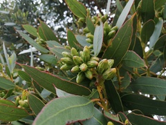 Eucalyptus angulosa