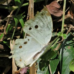 Protogoniomorpha parhassus