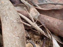Vandiemenella viatica