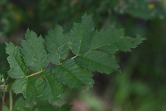 Sorbus scopulina