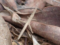 Vandiemenella viatica