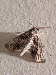 Paectes abrostoloides