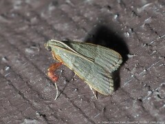 Basacallis tarachodes