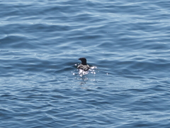 Cerorhinca monocerata