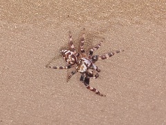 Metaphidippus chera