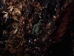 Cormocephalus rubriceps