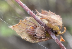 Larinioides patagiatus