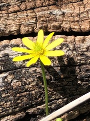 Ranunculus glabrifolius