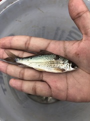 Labiobarbus leptocheilus