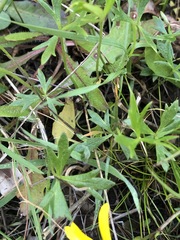 Ranunculus glabrifolius