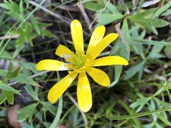 Ranunculus glabrifolius