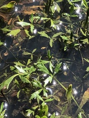 Ranunculus glabrifolius