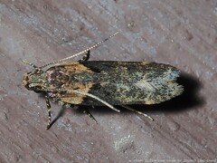 Chionodes mediofuscella