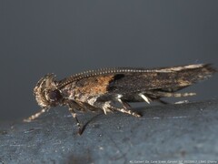 Chionodes mediofuscella