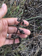 Penstemon cobaea