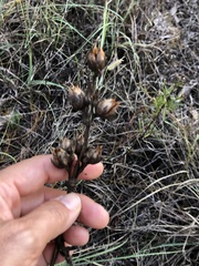 Penstemon cobaea