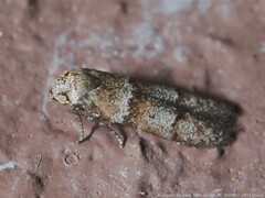 Blastobasis pulchella