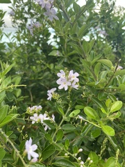 Verbenaceae