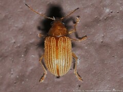Colaspis brunnea