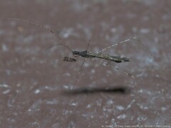 Empicoris errabundus