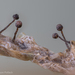 Licea operculata - Photo (c) Alison Pollack, algunos derechos reservados (CC BY-NC), subido por Alison Pollack