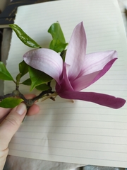 Magnolia liliiflora