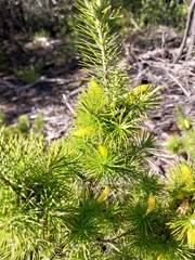 Stenanthera pinifolia