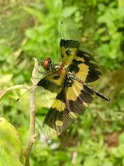Rhyothemis variegata