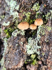Mycena corticola