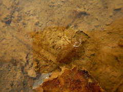 Pantala