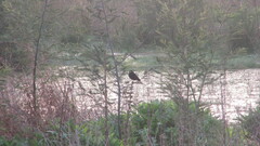 Hymenops perspicillatus