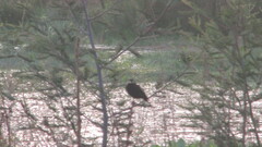 Hymenops perspicillatus