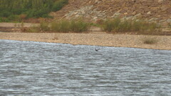 Nannopterum brasilianum