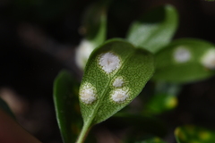 Exobasidium